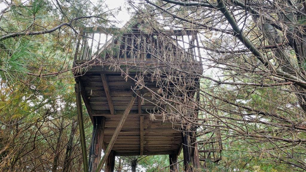 House in the trees