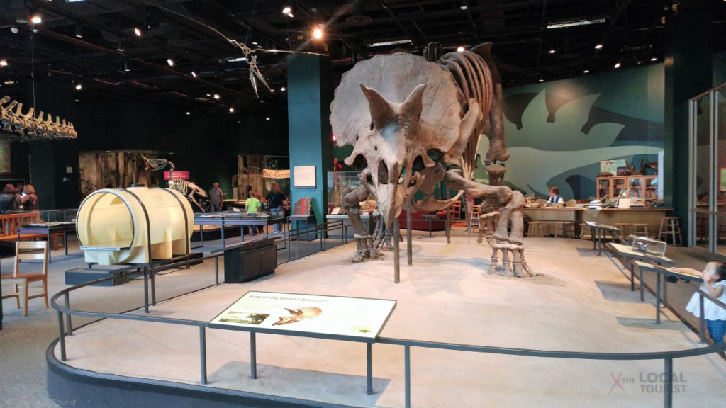 Triceratops Skeleton at Science Museum of Minnesota