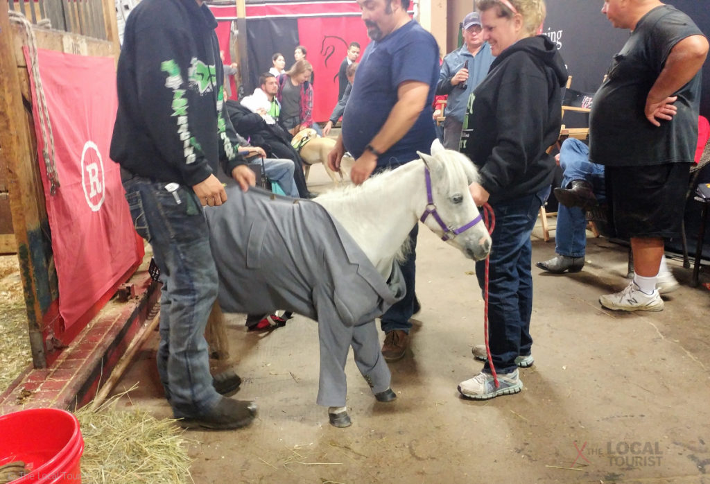 Pony in a suit at the Minnesota State Fair