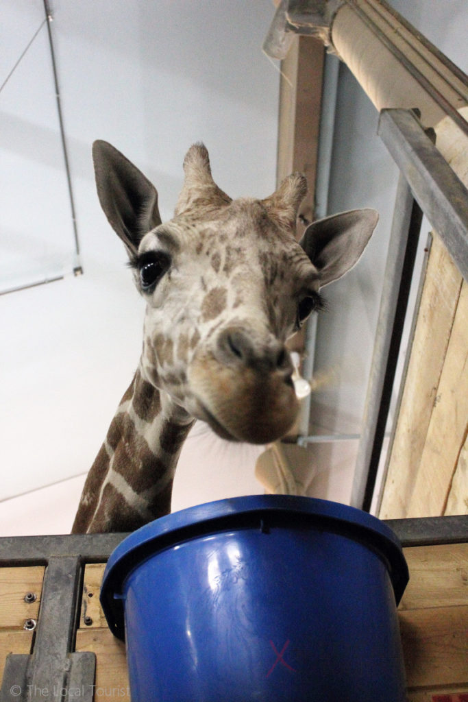 Giraffe at Como Park Zoo
