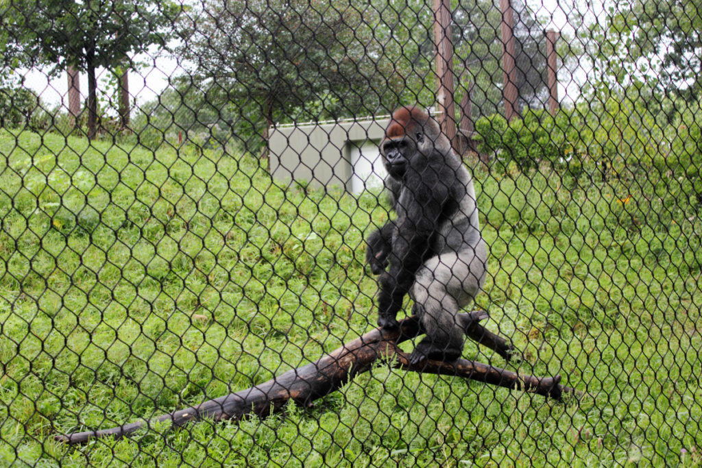Gorilla at Como Park Zoo