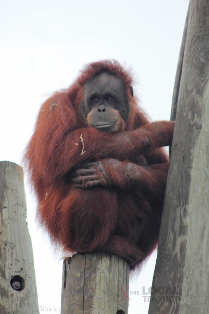 Orangutan at Como Park Zoo - Amanda is not impressed