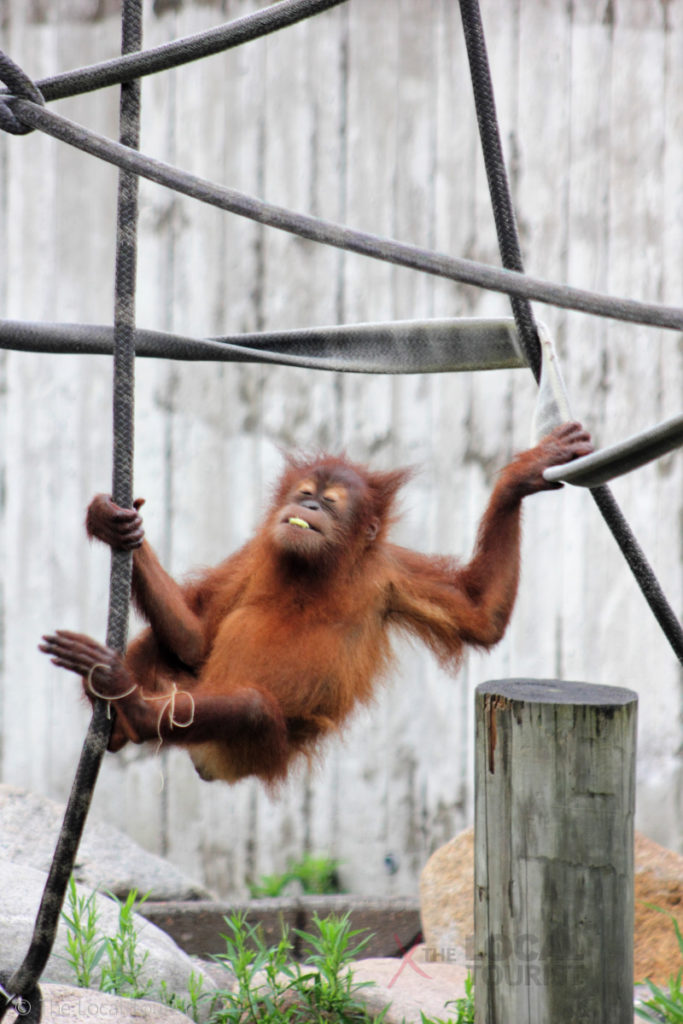 Baby orangutan at Como Park Zoo