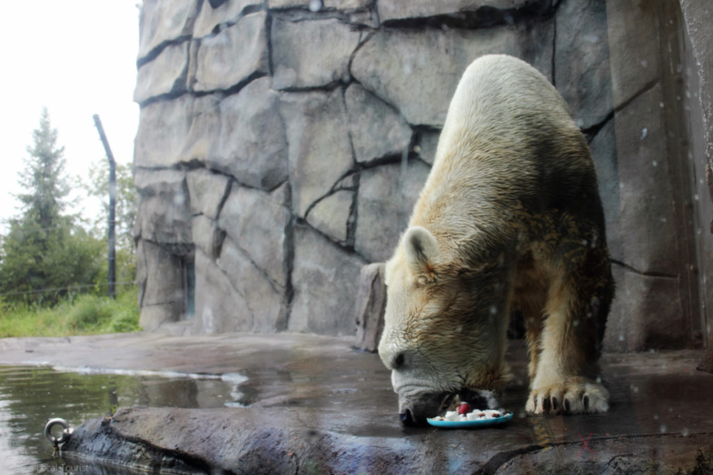 Polar bear at Como Park Zoo enjoying those enrichments.