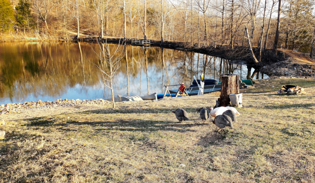 Guinea Fowl at Blue Jay Farm