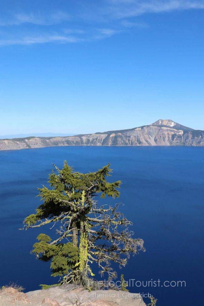 Neon green moss on the tree hanging over Crater Lake
