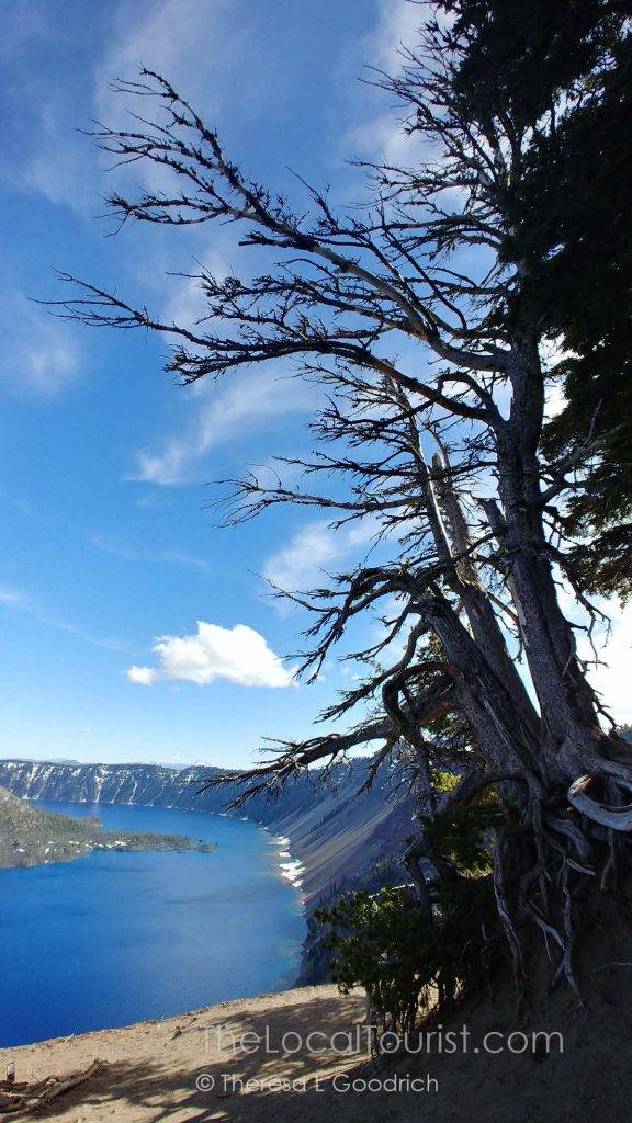 Windblown trees overlooking Crater Lake