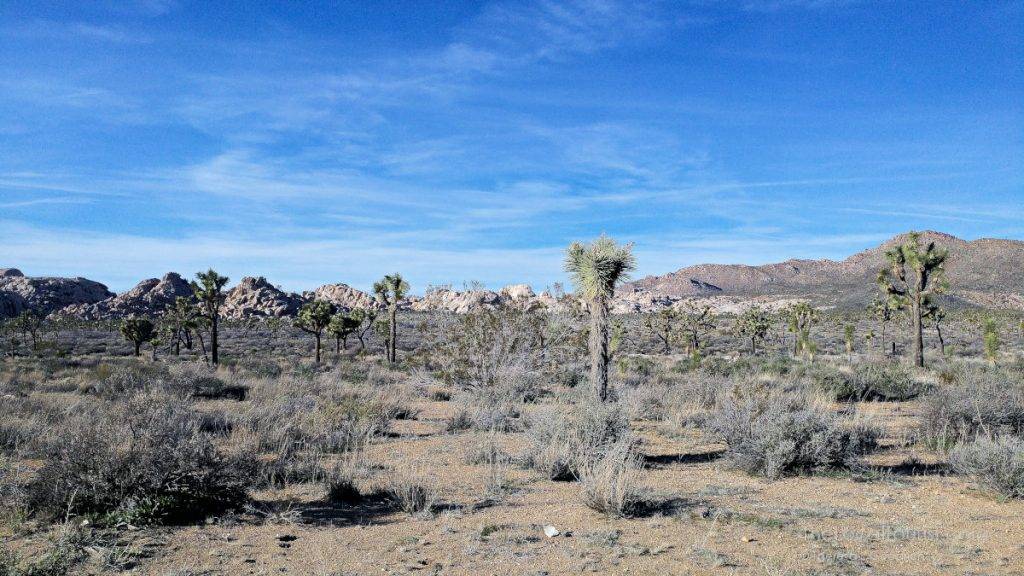 Joshua Tree National Park