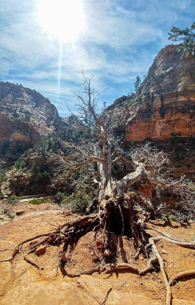 Dead tree in Zion National Park
