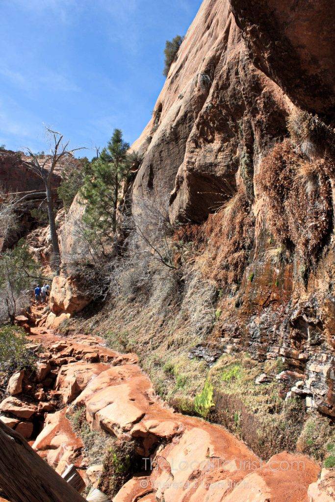 Narrow trail on the side of the mountain in Zion National Park