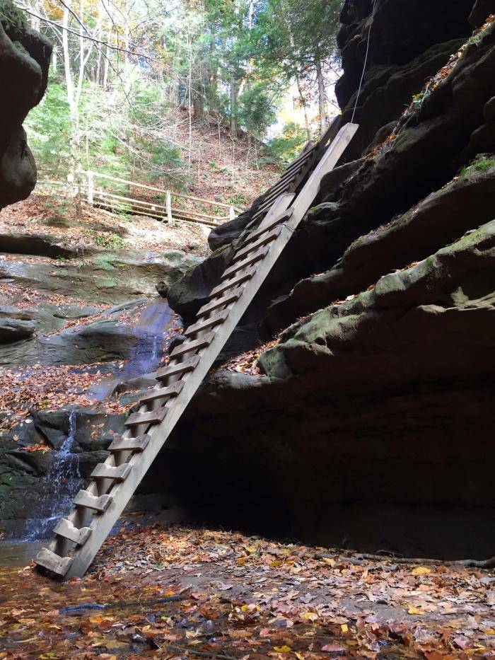 Ladder in Bear Hollow
