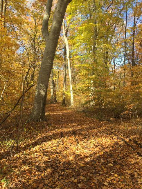 Leaf-covered trail in Turkey Run State Park