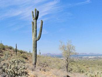 Saguaro cactus overlooking Scottsdale Arizona