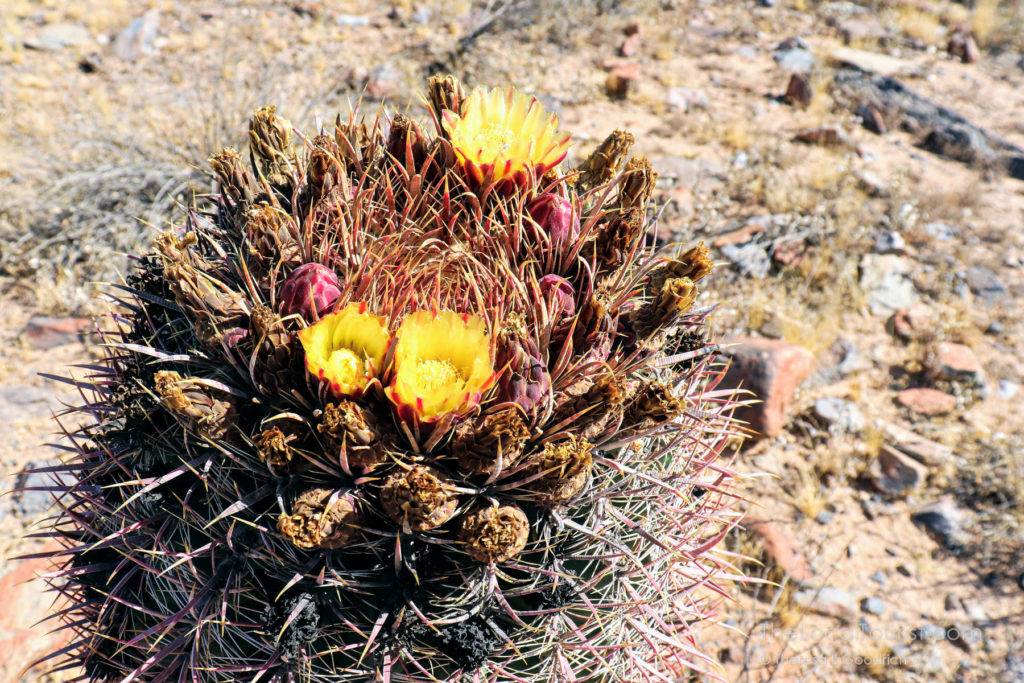 Flowering cactus in McDowell Sonoran Preserve