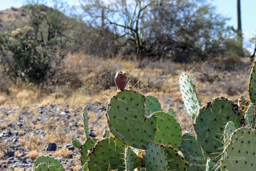 Prickly pear cactus in McDowell Sonoran Preserve in Scottsdale Arizona