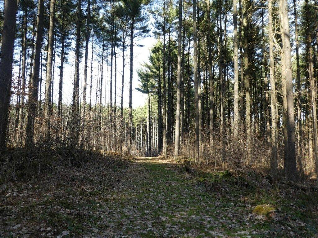 Mohican State Park in Ohio, photo by Tonya Prater