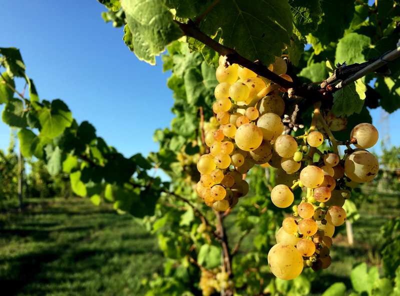 Vineyard in Harbor Country, Michigan; photo by Megan Zink, Moderately Excited Travel Blog