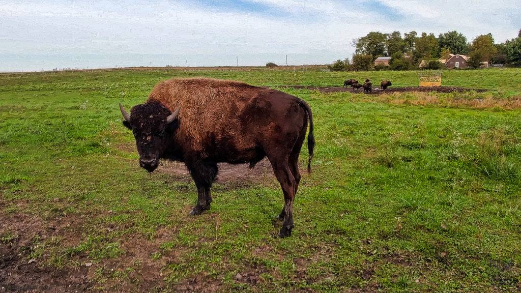 Bill Fluhrer's Bison