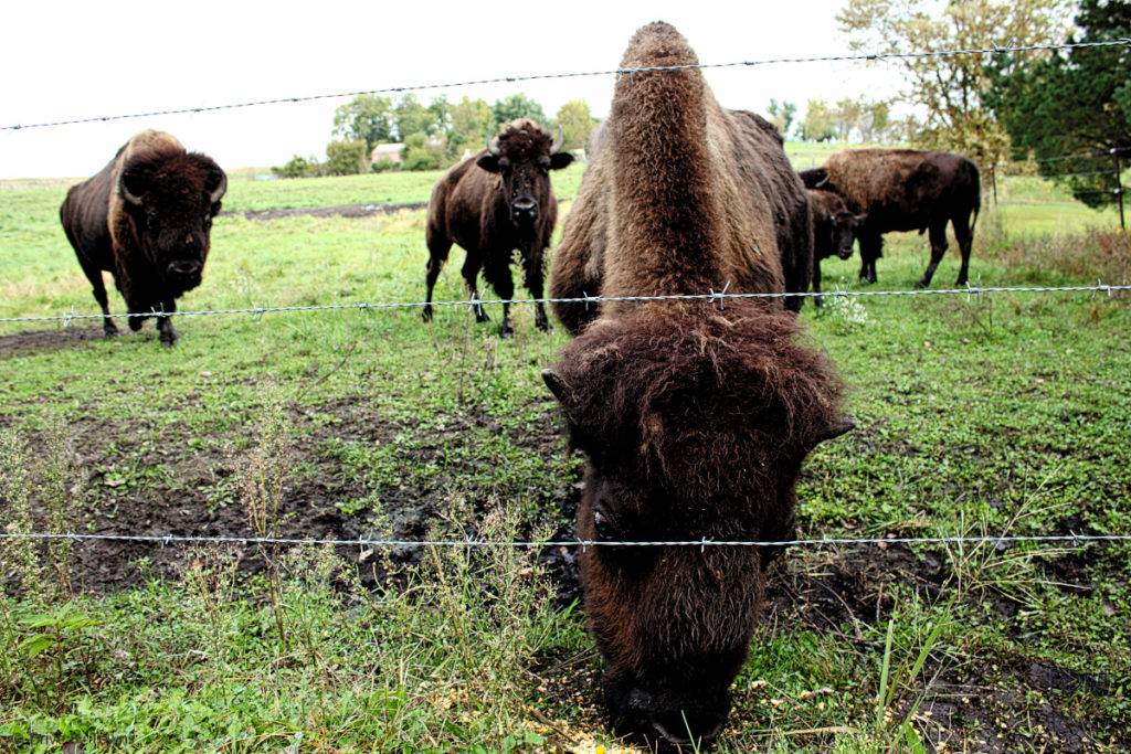 Bill Fluhrer's Bison
