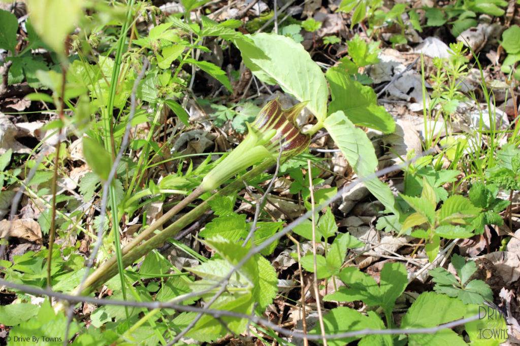 Jack in the Pulpit