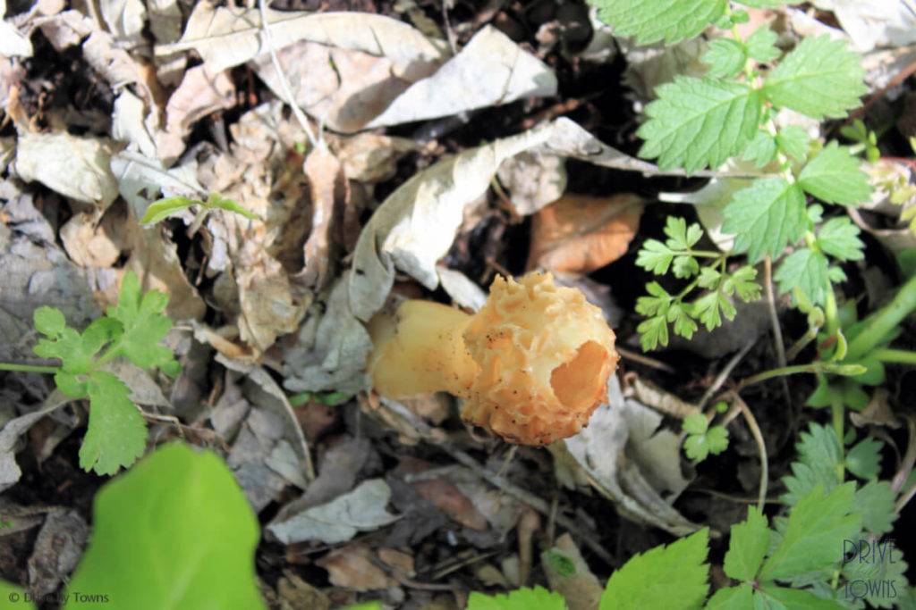 Morel mushroom with a whole in the top
