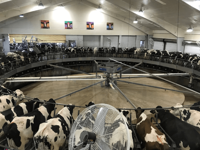 Milking Parlor at Fair Oaks Farm in Indiana