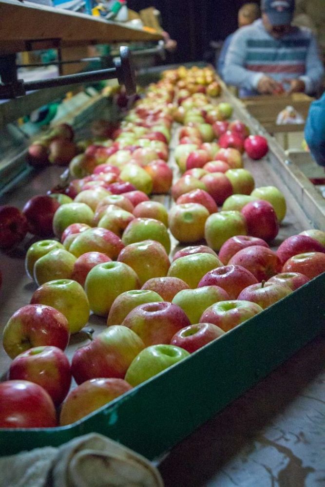 apples being selected for cider at Beasley's Orchard