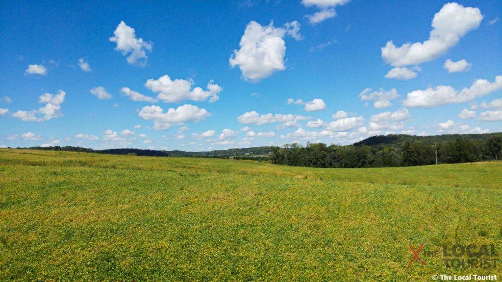View from last platform at Long Hollow Canopy Tours
