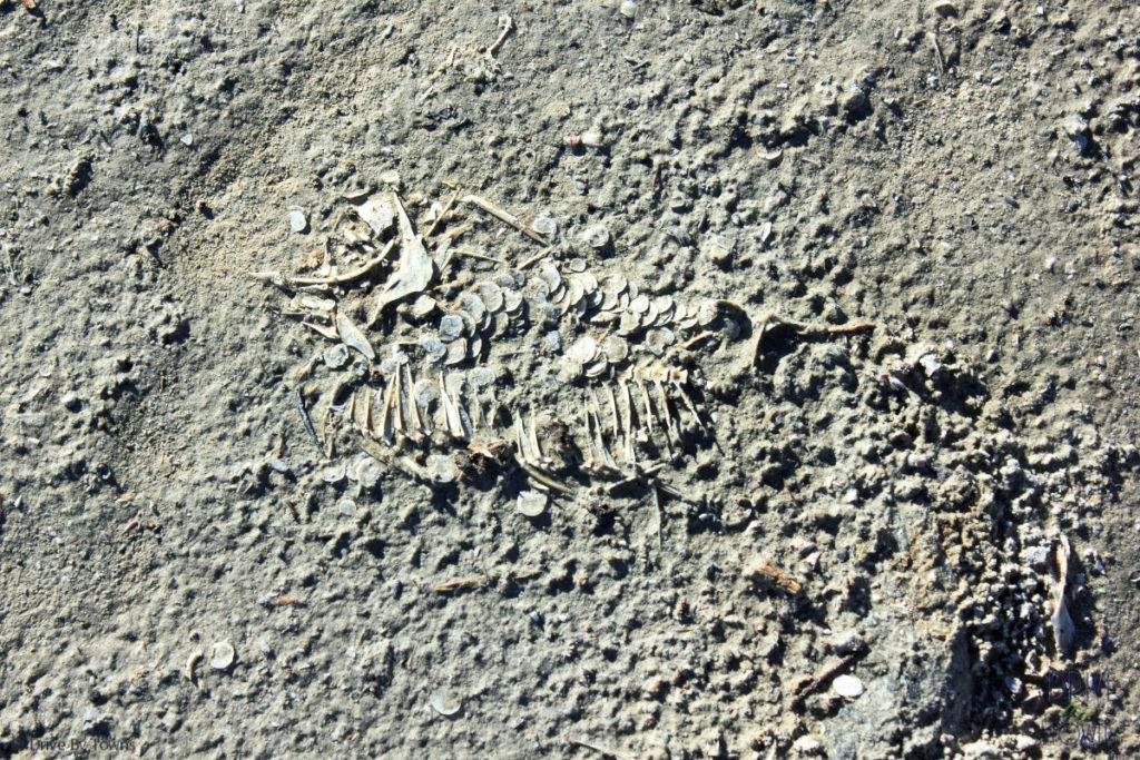 Fish bones at Bombay Beach, California, on the Salton Sea