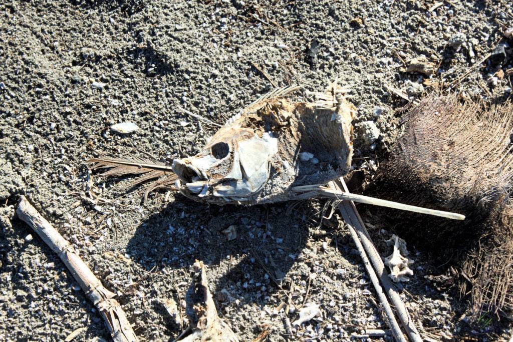 Fish bones at Bombay Beach, California, on the Salton Sea
