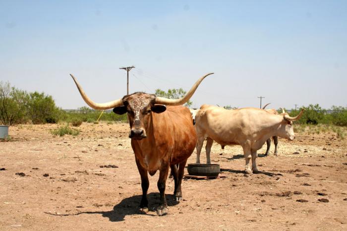 Texas Longhorn Cattle at Palo Duro Canyon