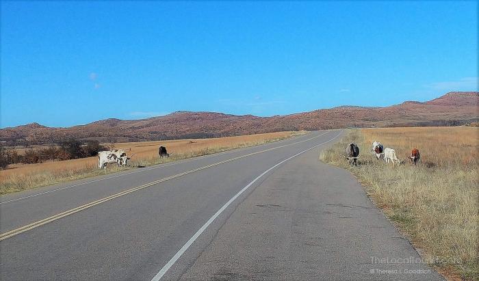 Texas longhorn cattle at Wichita Mountains Wildlife Refuge