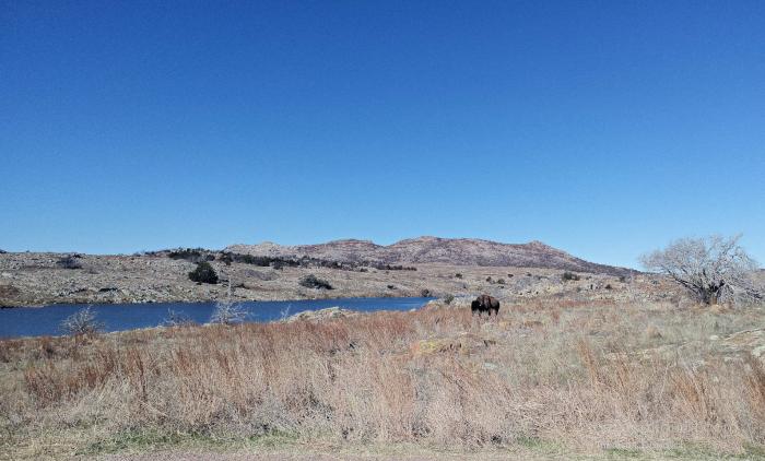 Bison in the distance at Wichita Mountains Wildlife Refuge