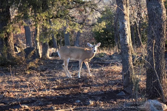 Deer at Wichita Mountains Wildlife Refuge