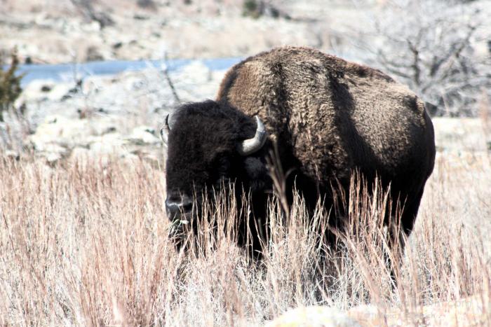 Bison at Wichita Mountain Wildlife Refuge