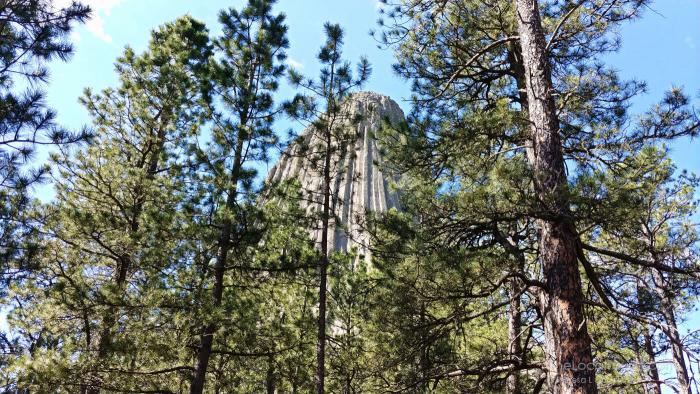 Devils Tower as seen through ponderosa pines