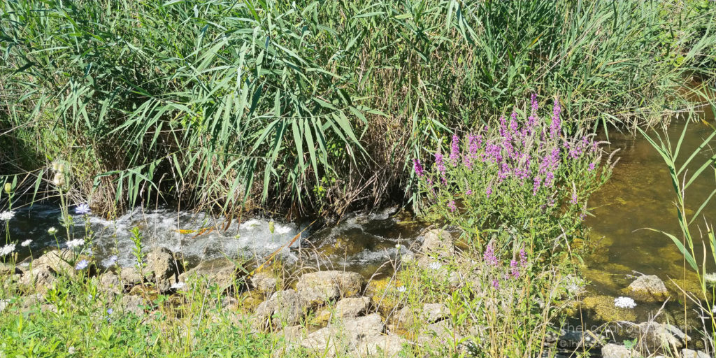 Bubbling creek along the Prairie Trail