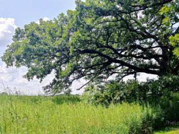 Oak tree in Pleasant Valley Conservation Area in McHenry County Illinois