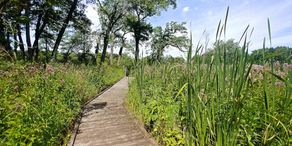 A boardwalk through Boger Bog