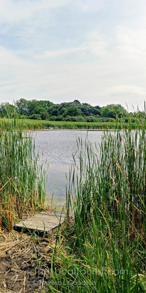 Dufields Pond, a popular fishing spot in McHenry County