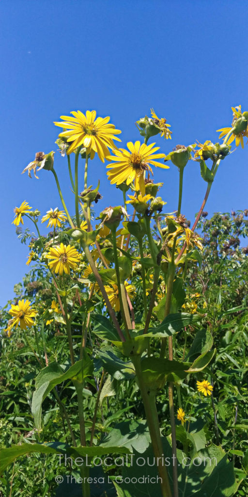 Flowers at Lake in the Hills Fen in McHenry County, Illinois
